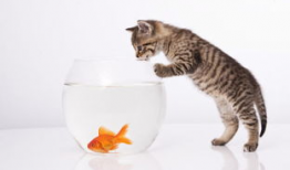 小猫种鱼的故事视频,智慧与坚持的鱼苗成长记